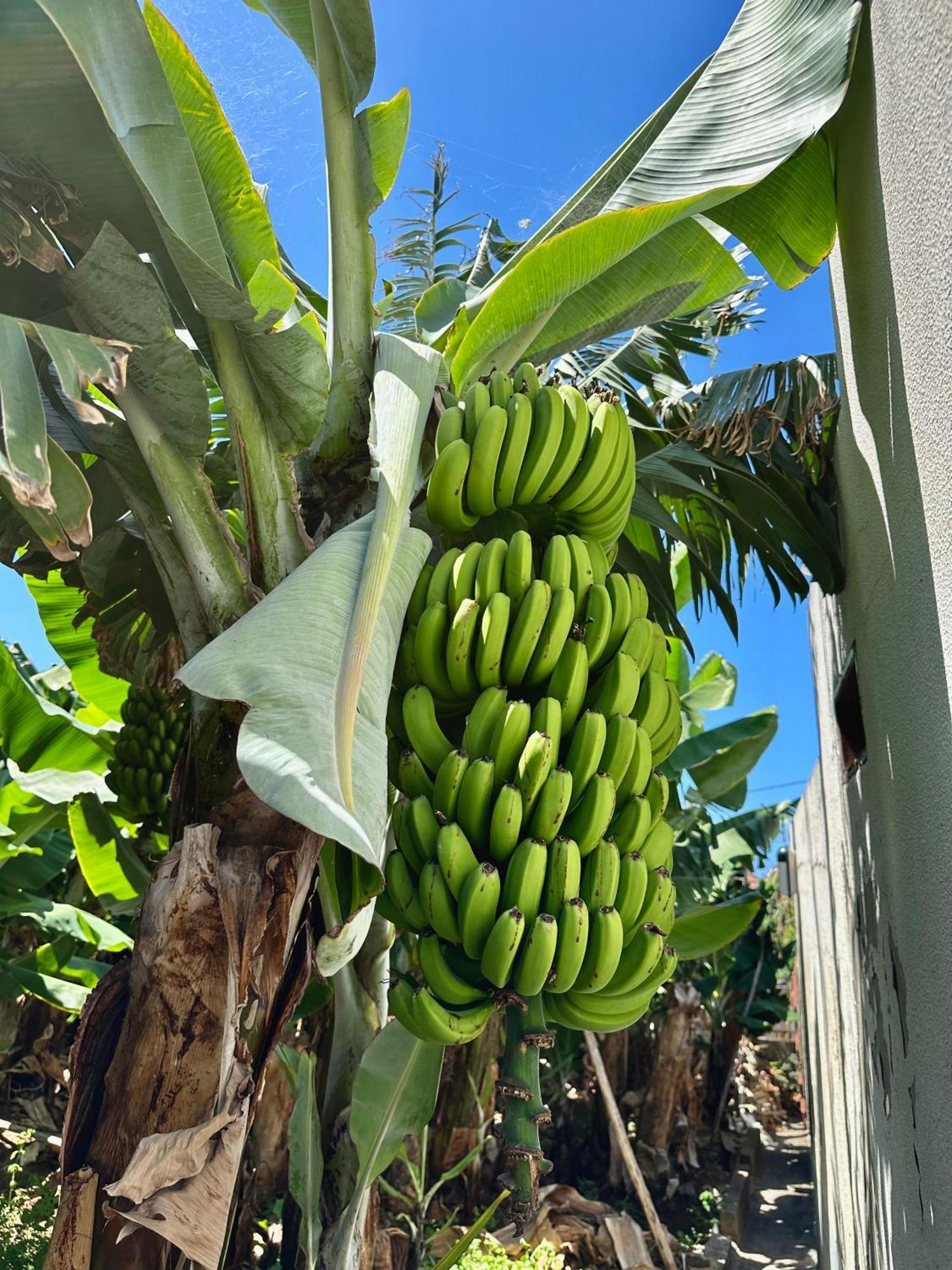 Oasis Suites - Funchal Buitenkant foto